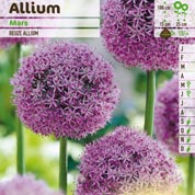 Ajo decorativo 'Mars'
